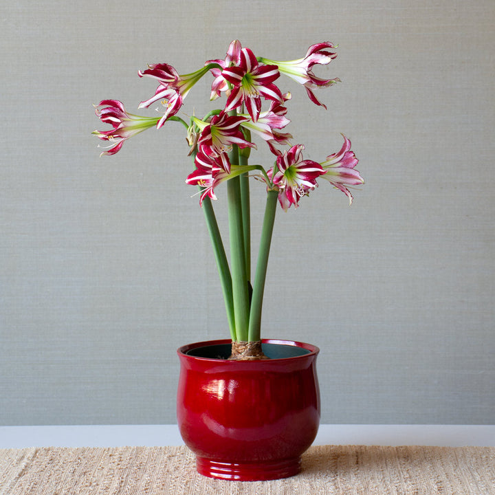Amaryllis 'Santiago'