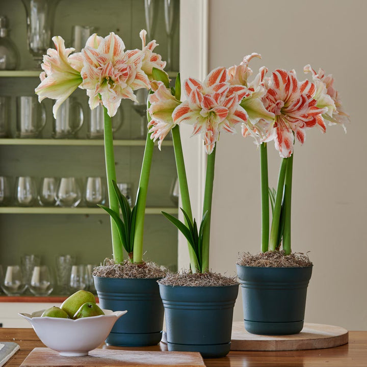 Double Amaryllis in Nursery Pots to 3 Different Addresses - Standard Shipping Included
