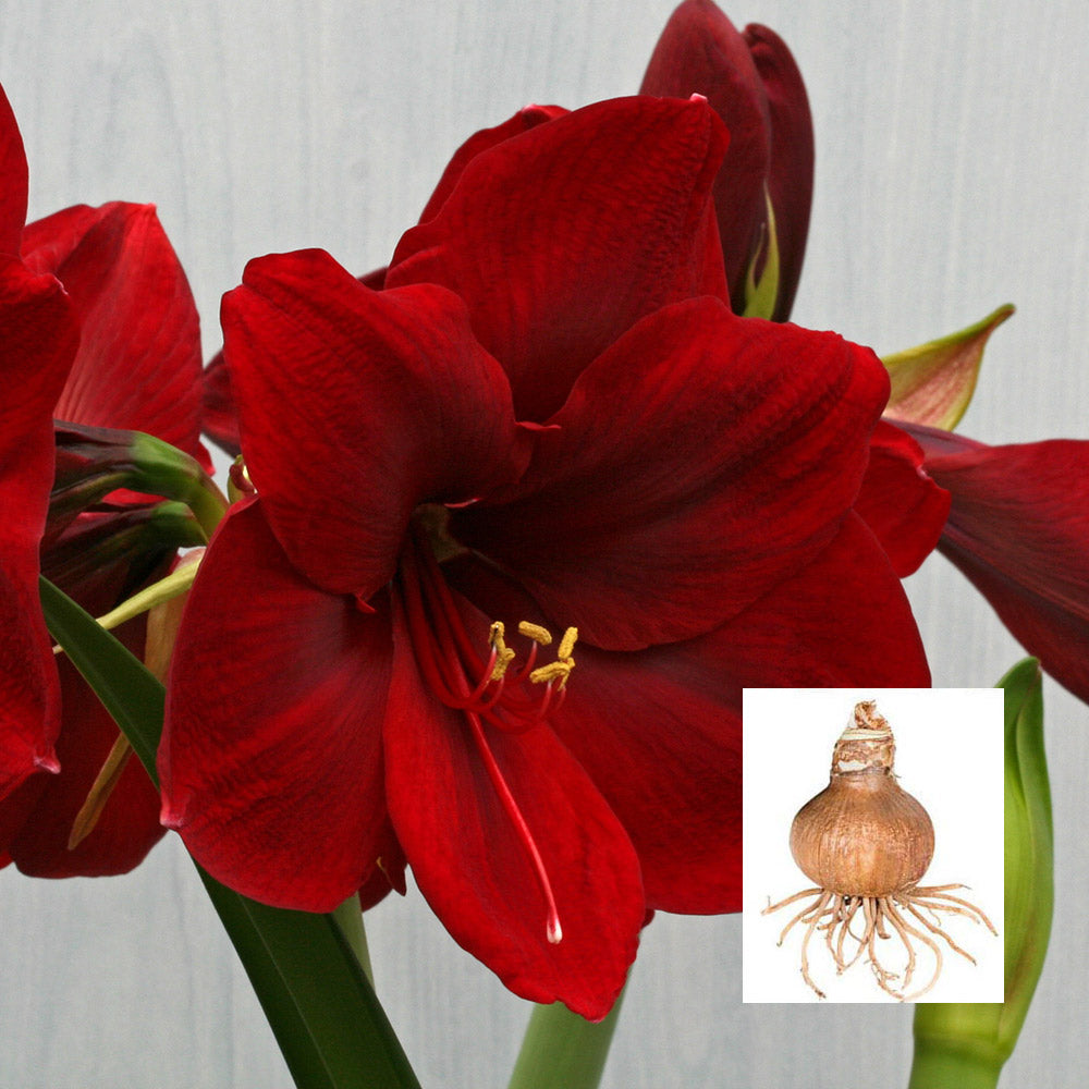 Amaryllis 'Carmen,' one bulb in linen bag