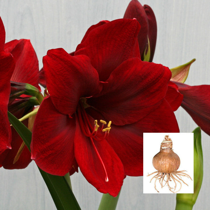 Amaryllis 'Carmen,' one bulb in linen bag