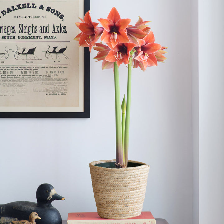 Amaryllis 'Terra Mystica,' one bulb in natural jute basket