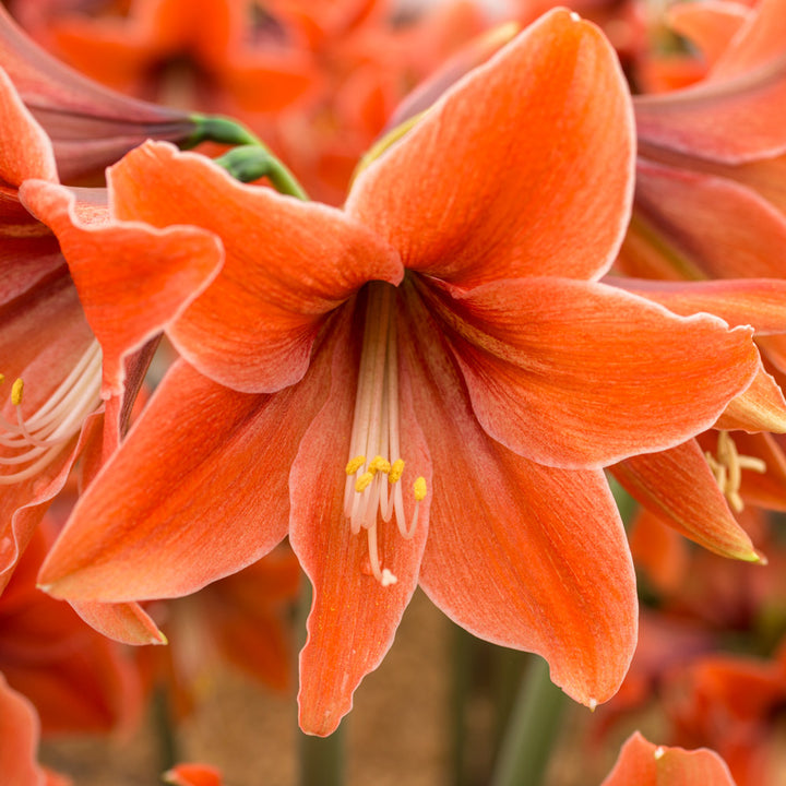 Amaryllis 'Terra Mystica,' one bulb in natural jute basket