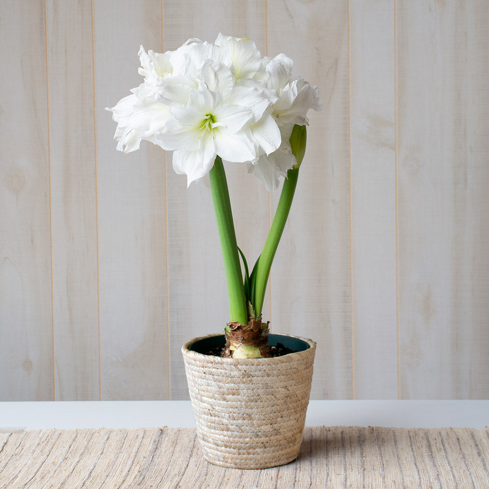 Amaryllis 'Arctic Nymph,' one bulb in natural jute basket