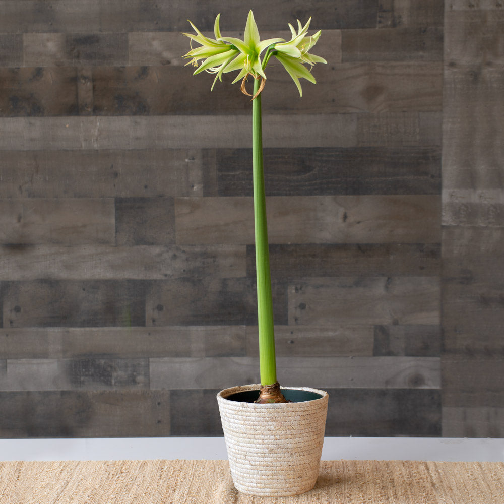 Amaryllis 'Evergreen,' one bulb in natural jute basket