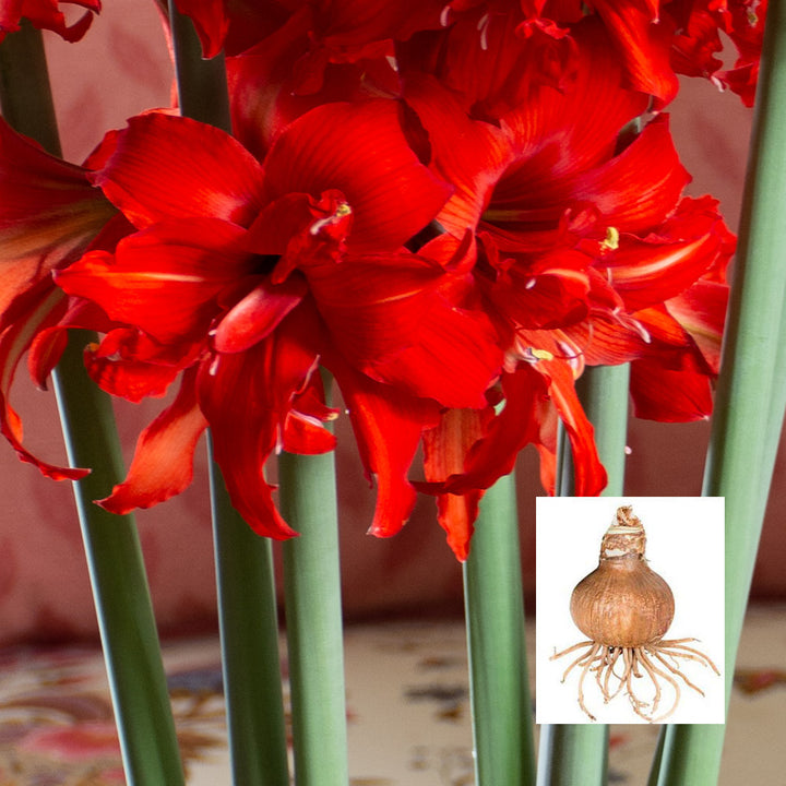 Amaryllis 'Fanfare', bulb only