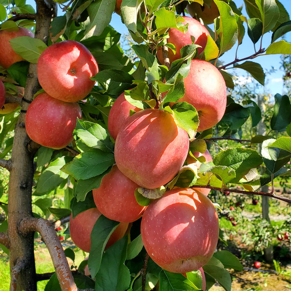 Hidden Gem Honeycrisp Apples, Box of 12 - Standard Shipping Included