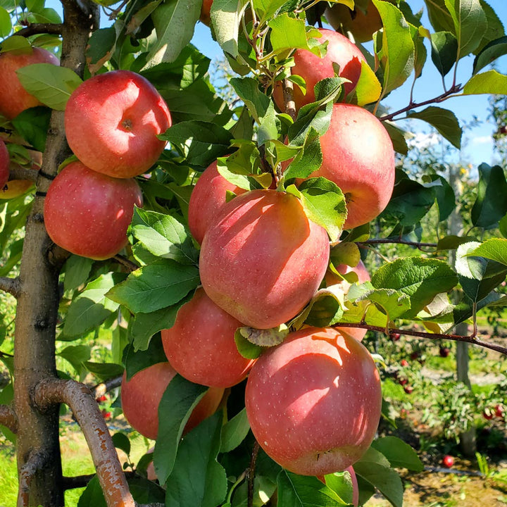 Hidden Gem Honeycrisp Apples, Box of 12 - Standard Shipping Included