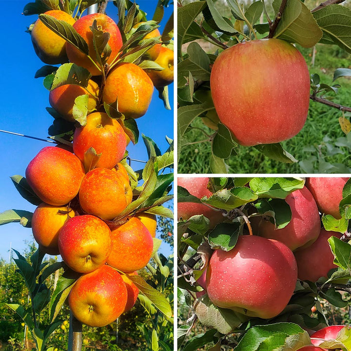 Hidden Gem Novelty Apples, Box of 12 - Standard Shipping Included