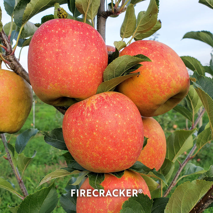Hidden Gem Novelty Apples, Box of 12 - Standard Shipping Included
