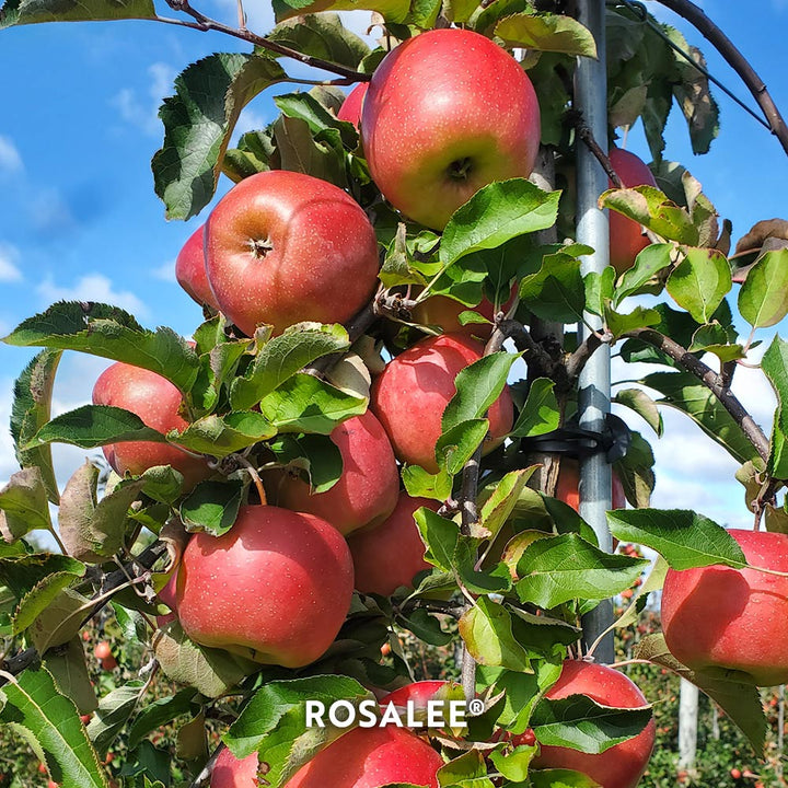 Hidden Gem Novelty Apples, Box of 12 - Standard Shipping Included