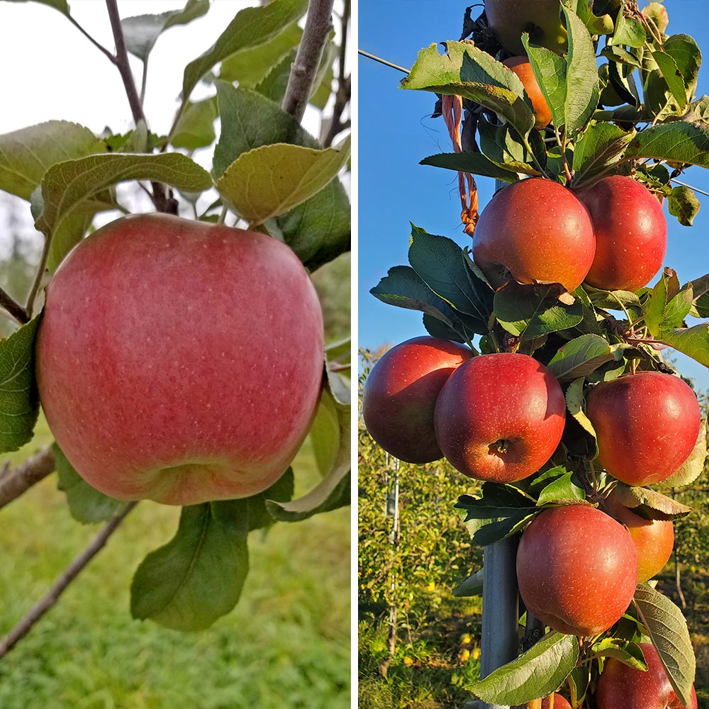 Hidden Gem Baker's Apples, Box of 12 - Standard Shipping Included
