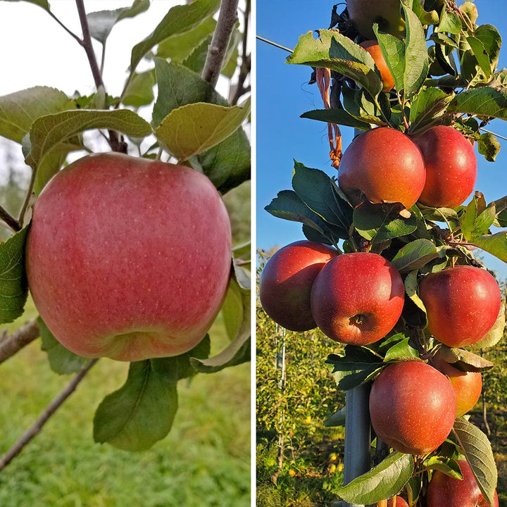 Hidden Gem Baker's Apples, Box of 12 - Standard Shipping Included
