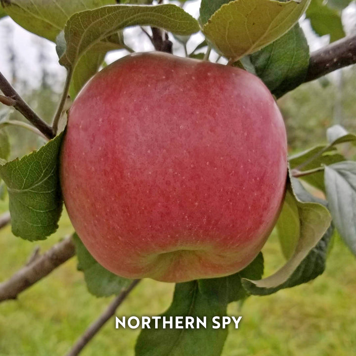 Hidden Gem Baker's Apples, Box of 12 - Standard Shipping Included