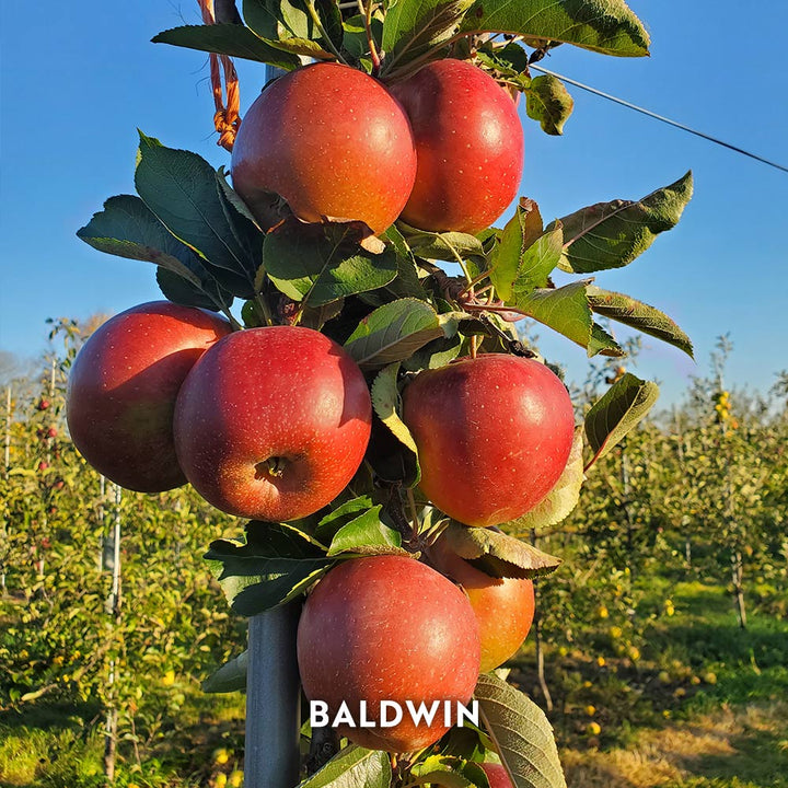 Hidden Gem Baker's Apples, Box of 12 - Standard Shipping Included