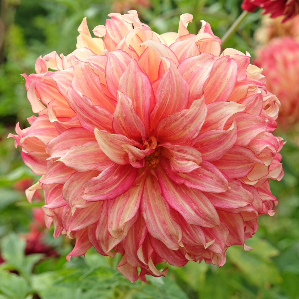 Dahlia Lady Darlene