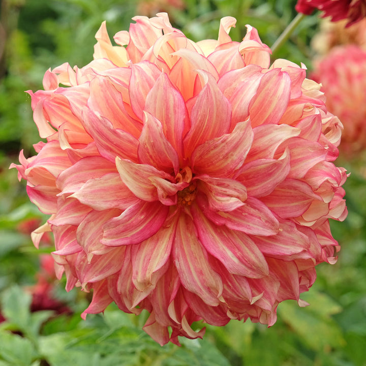 Dahlia Lady Darlene