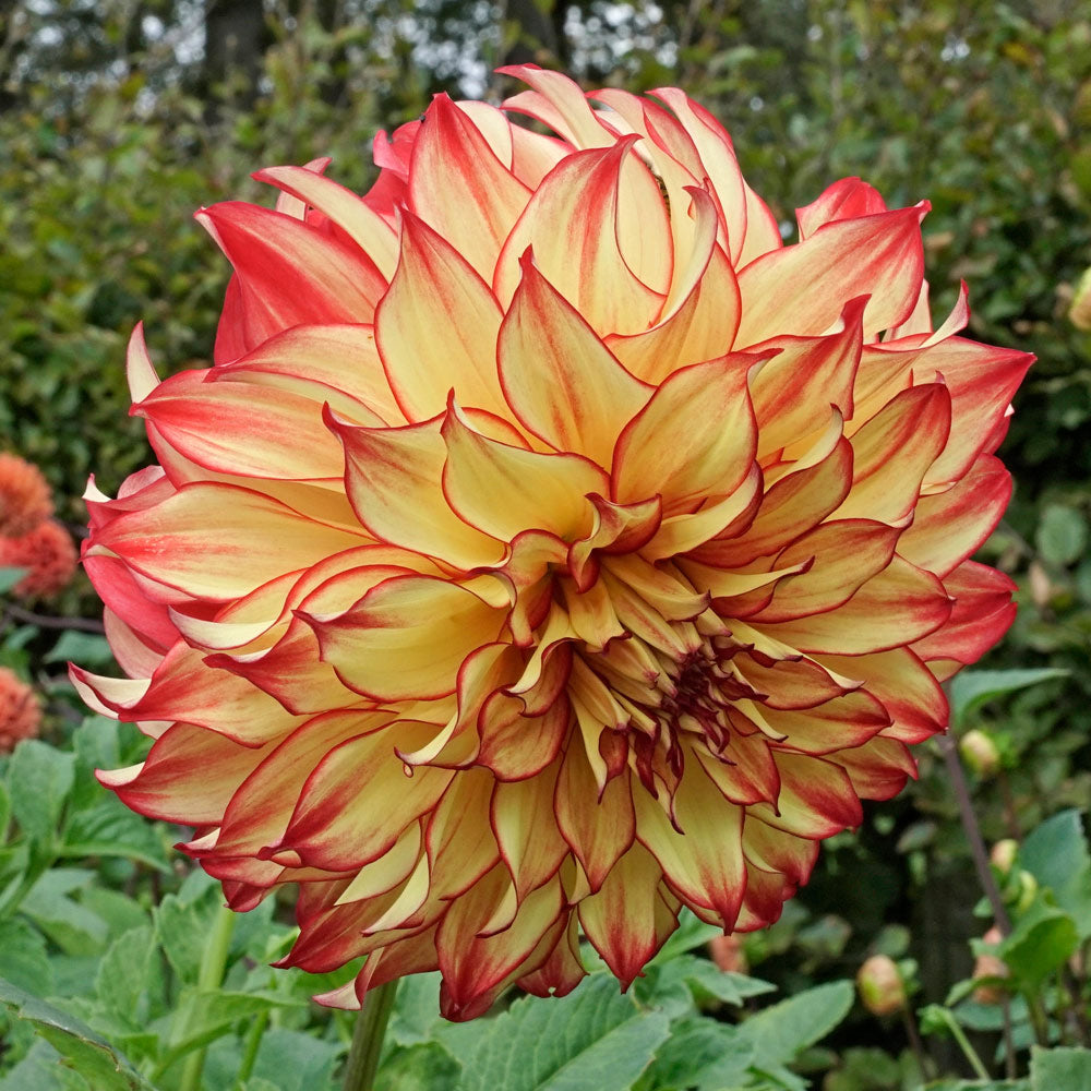 Dahlia Lady Darlene