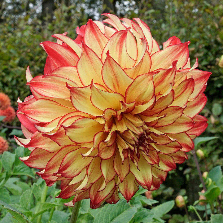 Dahlia Lady Darlene