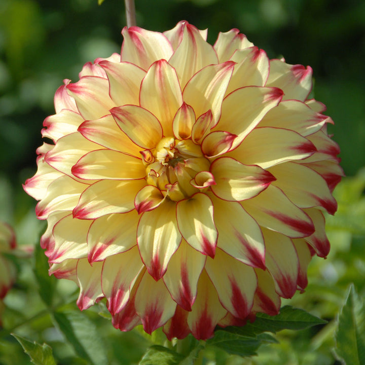 Dahlia Lady Darlene