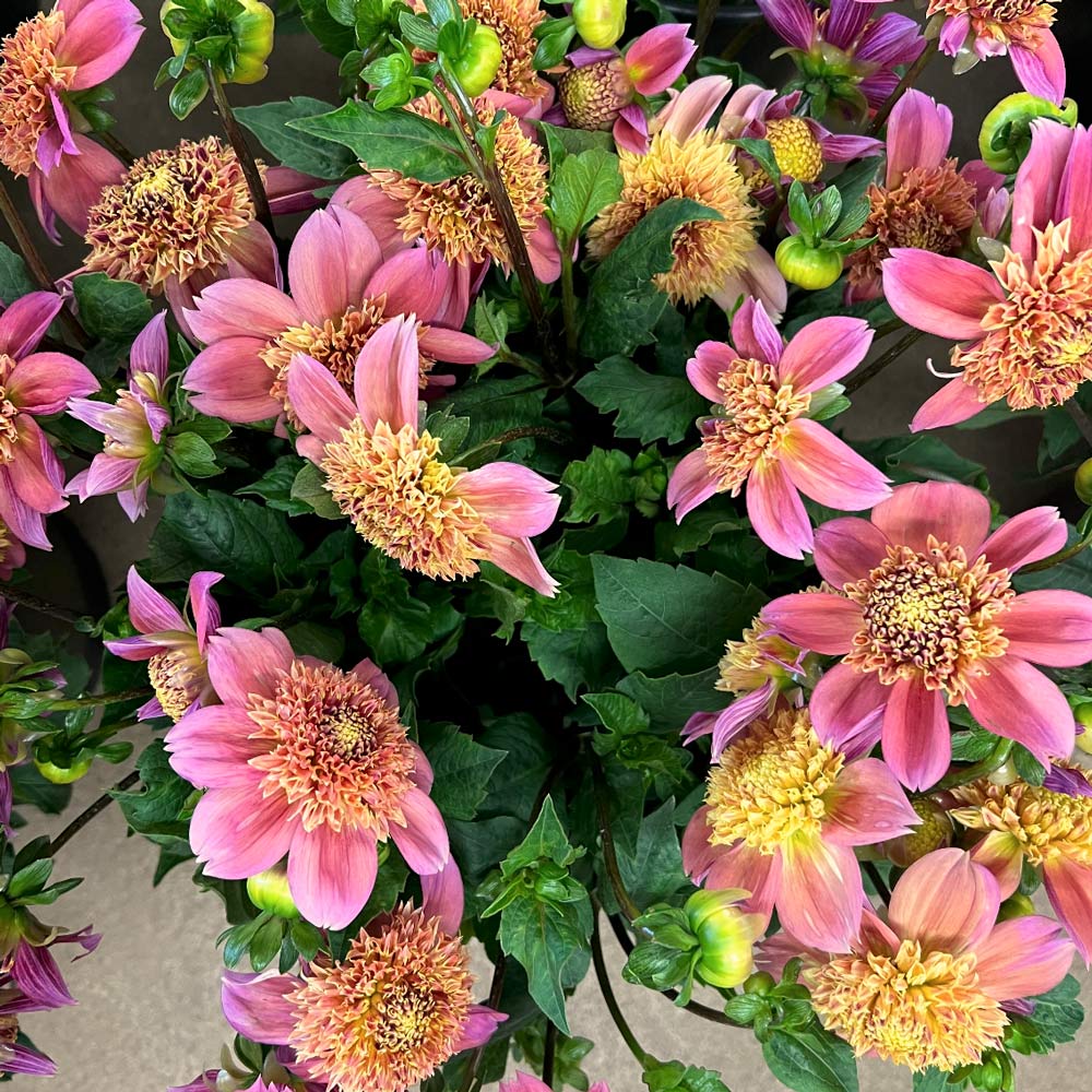 Dahlia Sandia Brocade