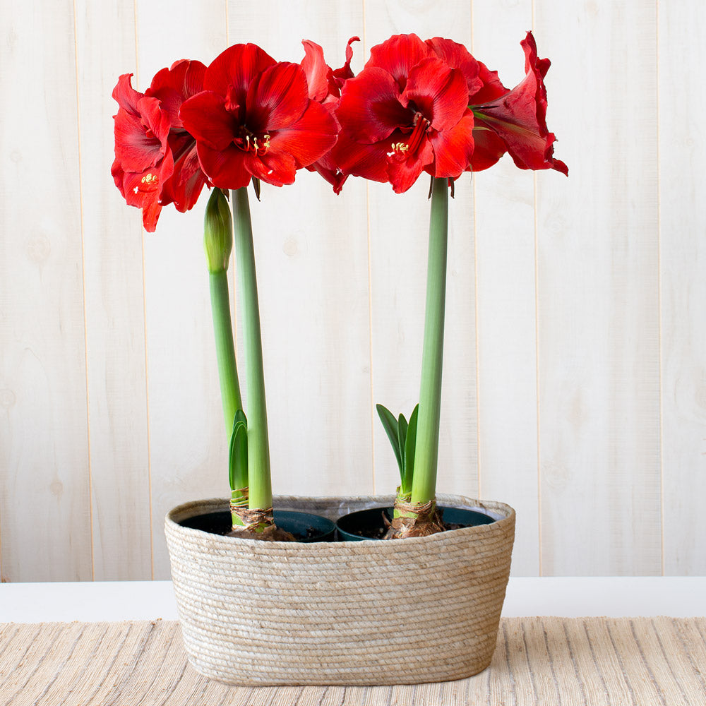 Amaryllis 'Ferrari,' two nursery pots in natural jute basket