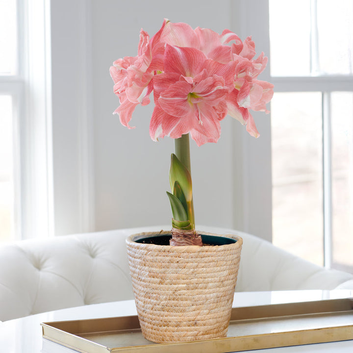 Amaryllis 'Rozetta,' one bulb in natural jute basket
