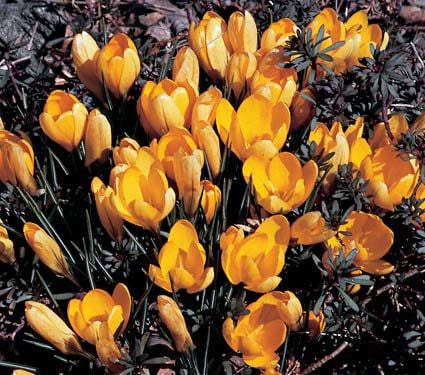 Crocus Species Mix