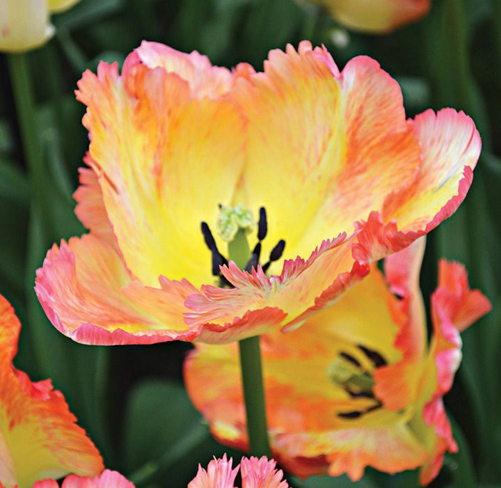Stretch Tulip Mix