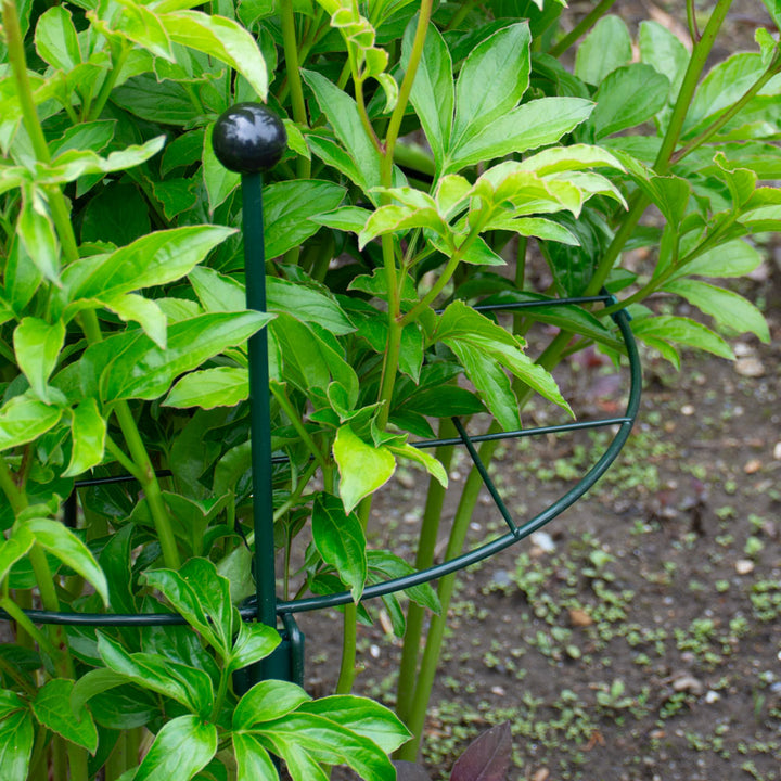 Grid Circle Plant Support