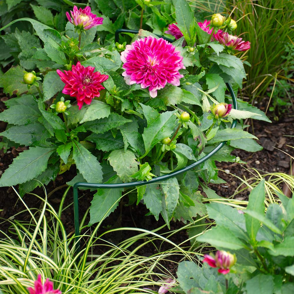 Half Circle Plant Support Cradle