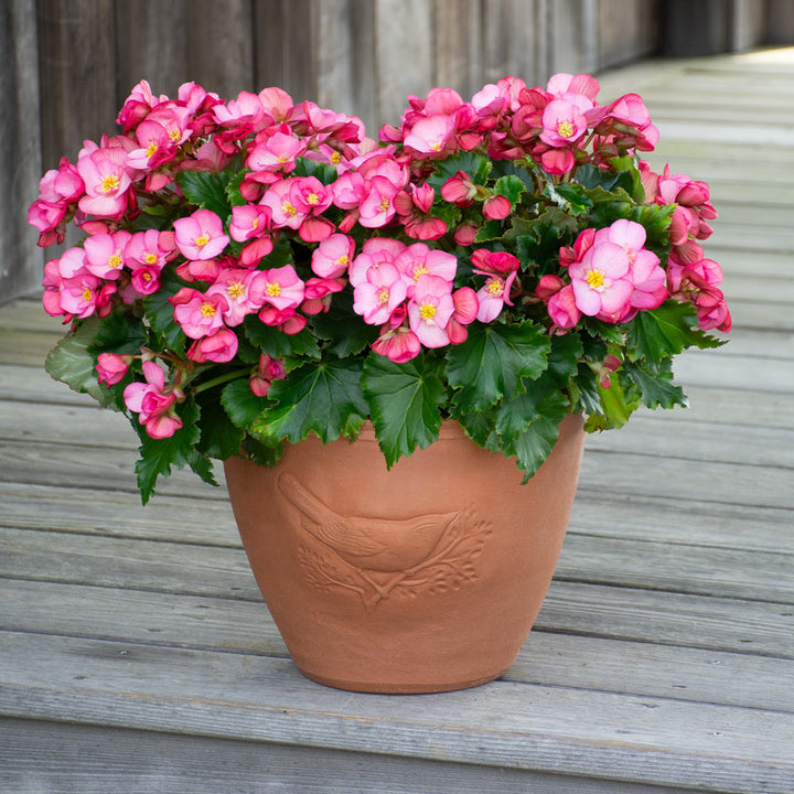 Uguisu Pot