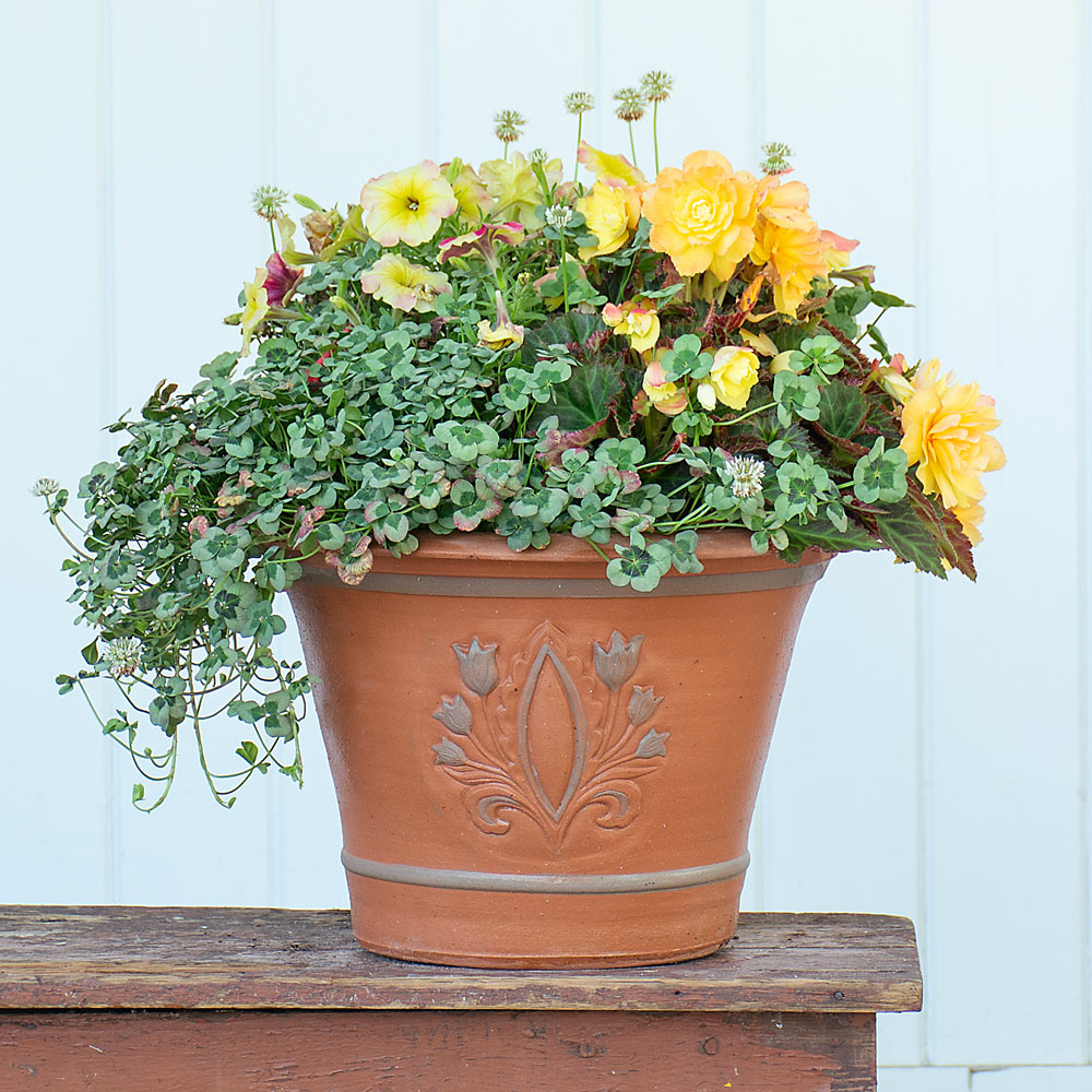 Whichford Tulip Plaque Planter