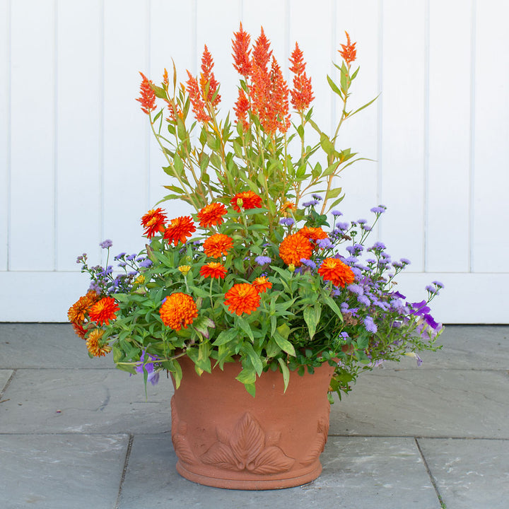 Hosta Pot