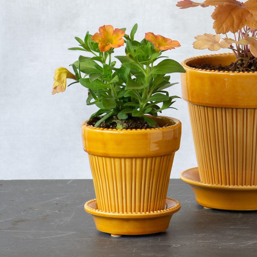 Bergs Simona Pot & Saucer, Glazed Yellow, 5"