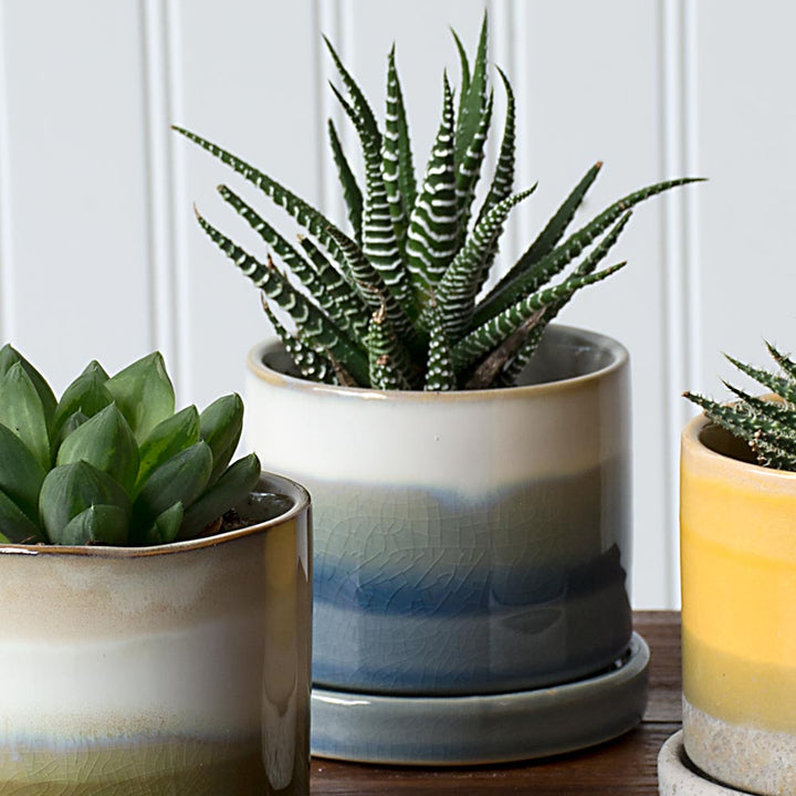 Mission Beach Pot