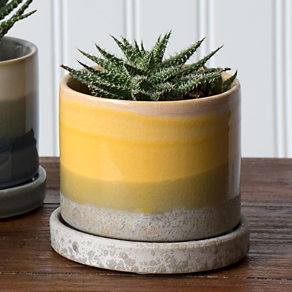 Mission Beach Pot
