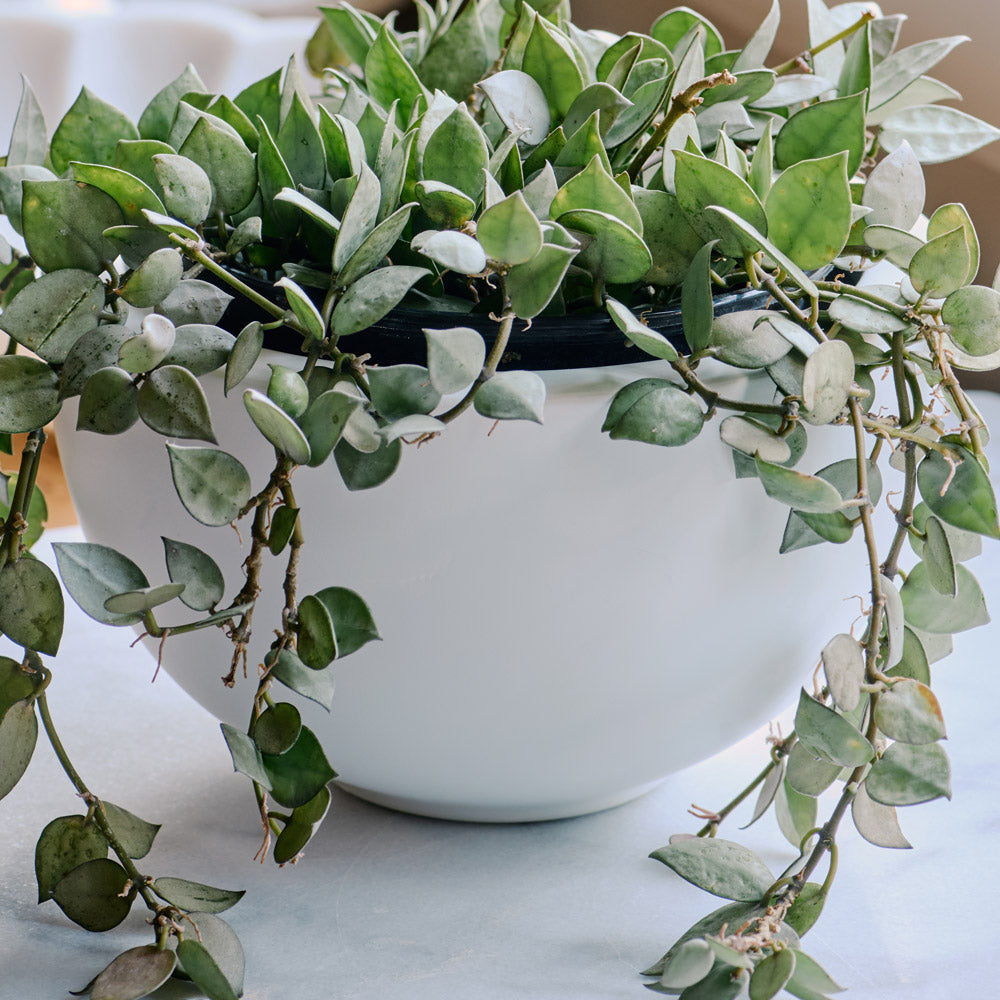 Fiberstone Bowl