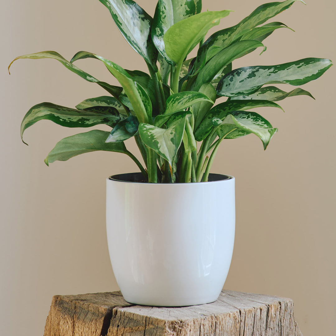 White Ceramic Cachepot, small