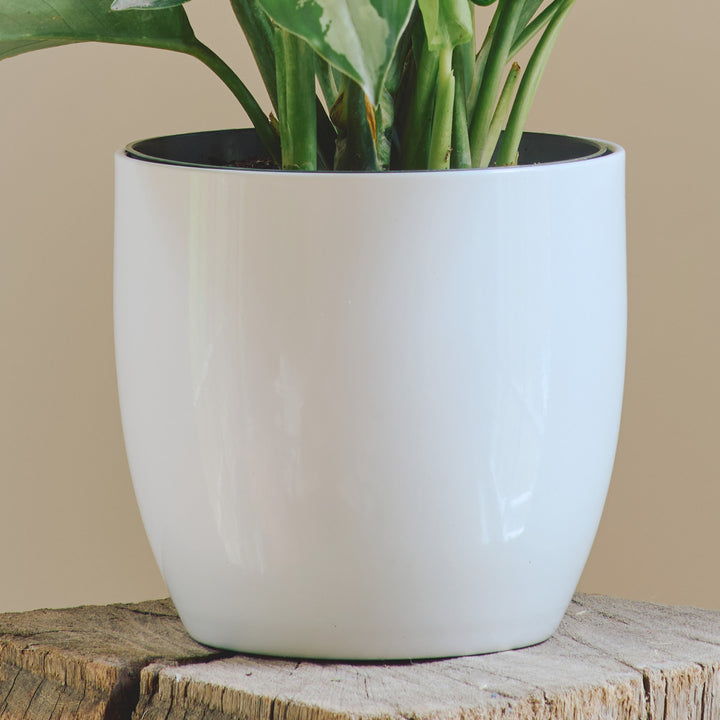 White Ceramic Cachepot, small