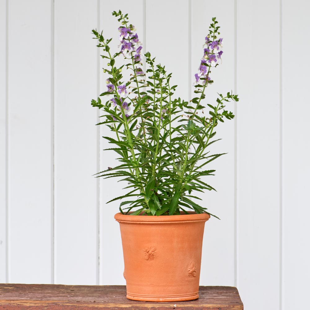 Armscote Bee Pot