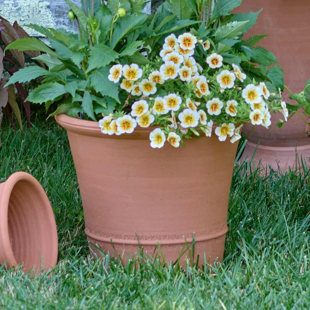 Buxus Pot