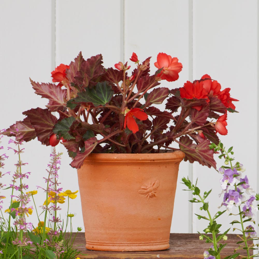 Armscote Bee Pot