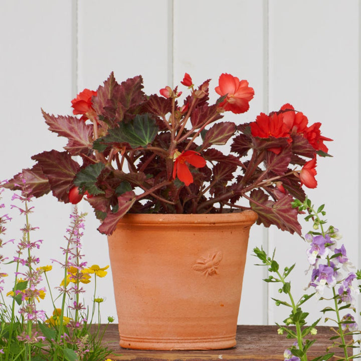 Armscote Bee Pot