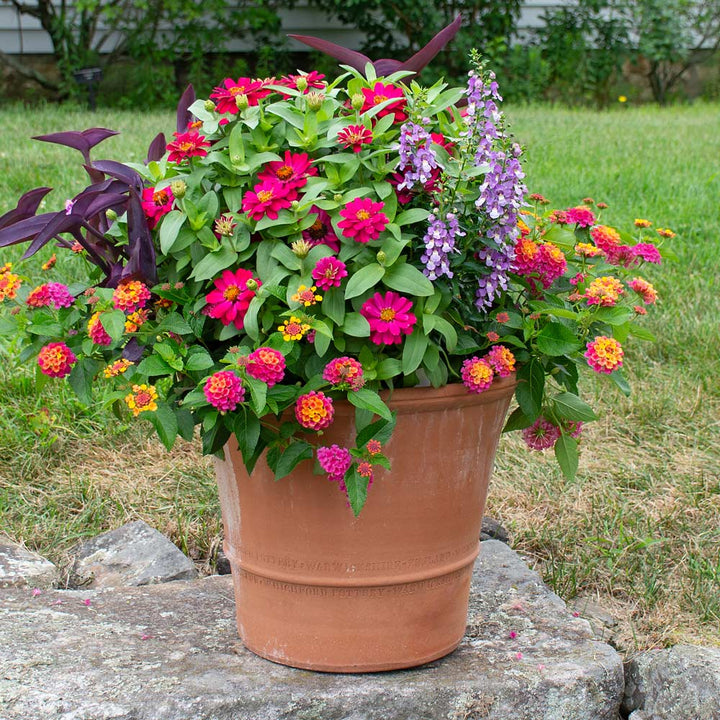 Buxus Pot