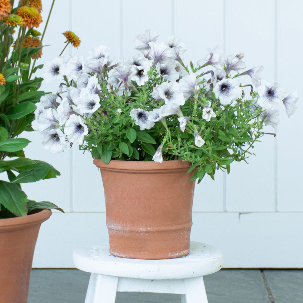 Buxus Pot