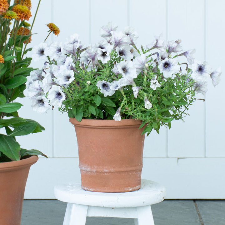 Buxus Pot