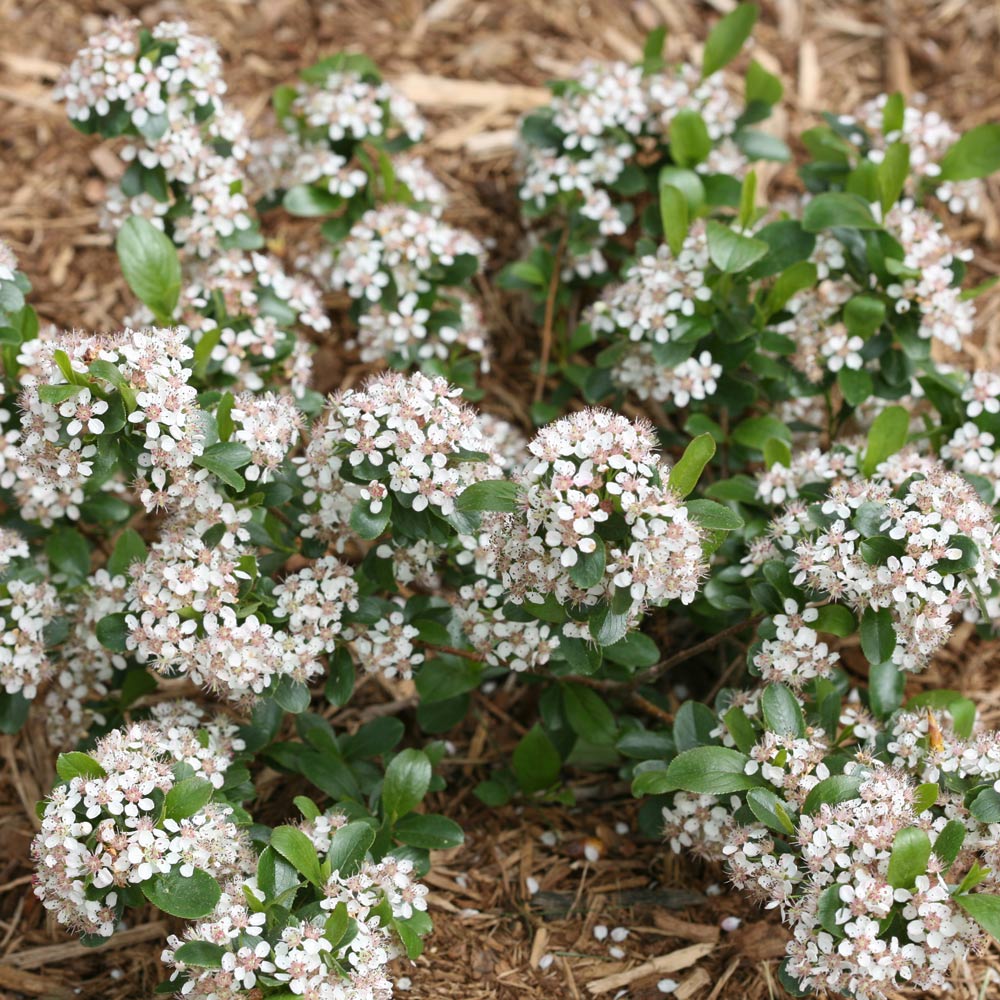 Aronia melanocarpa Low Scape Mound®