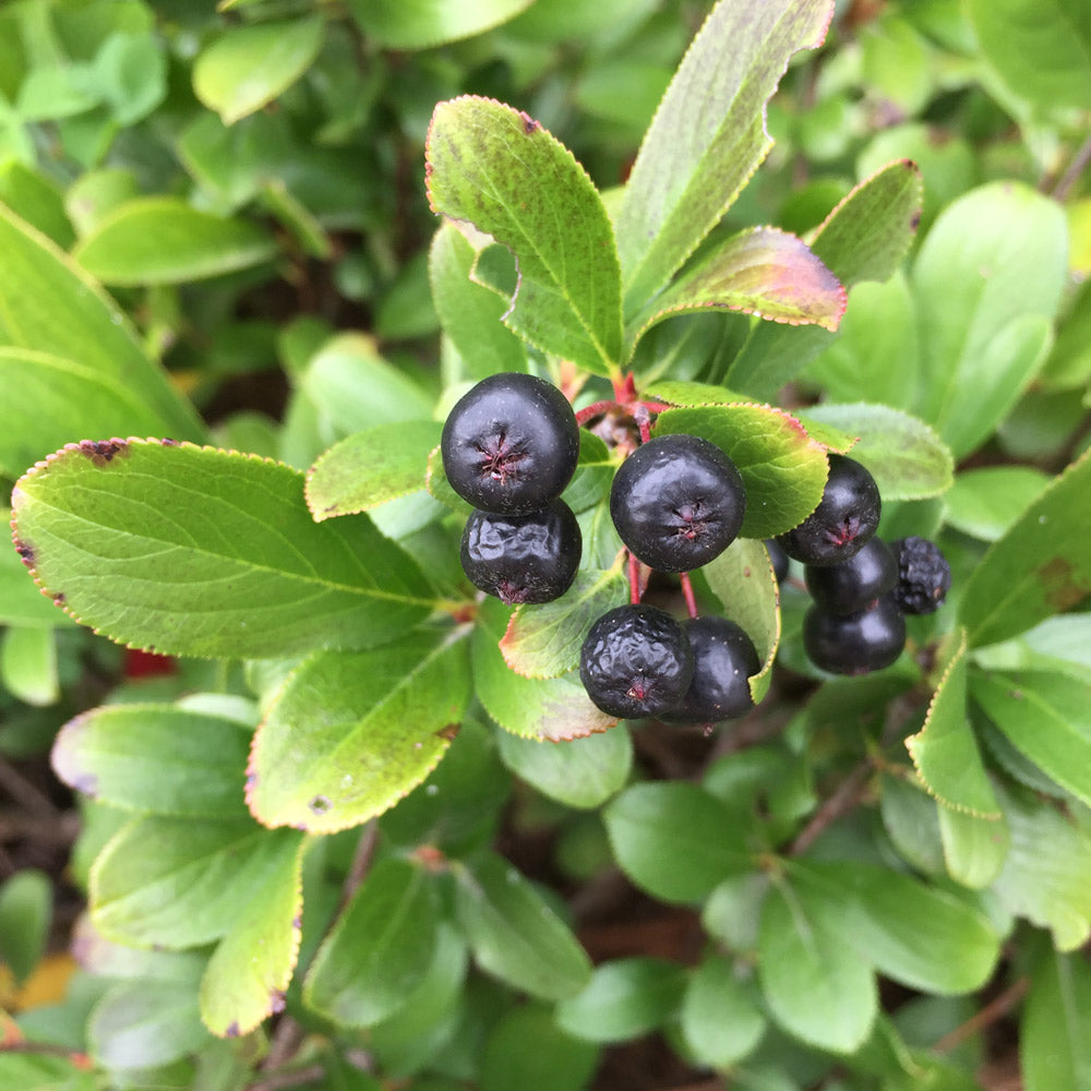 Aronia melanocarpa Low Scape Mound®
