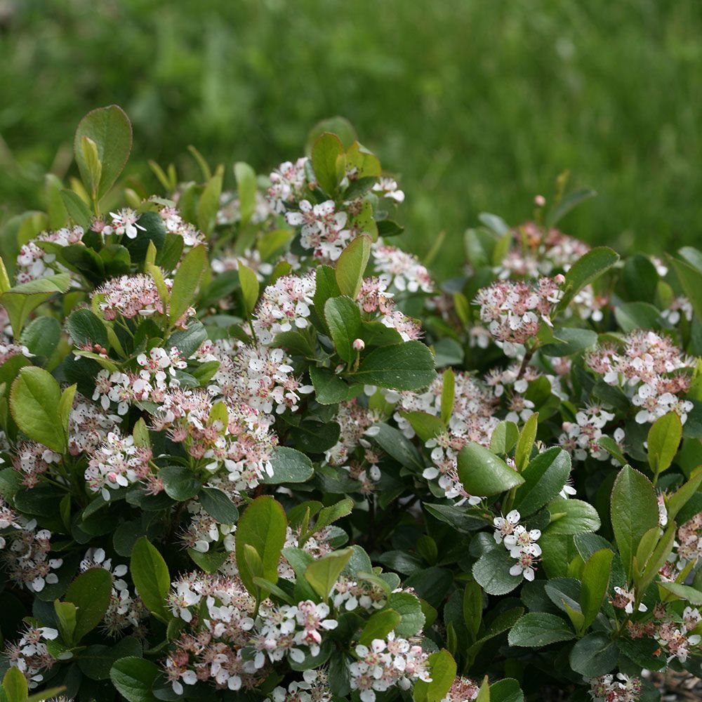 Aronia melanocarpa Low Scape Mound®