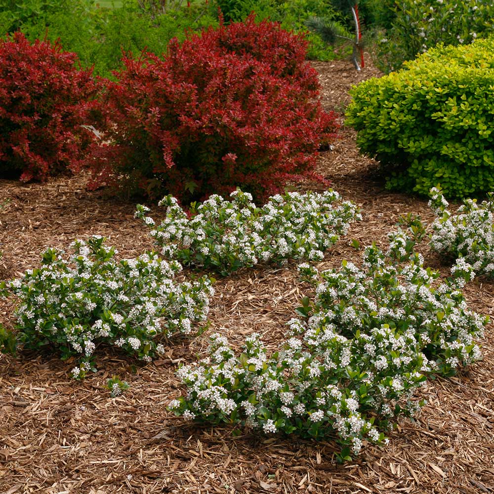 Aronia melanocarpa Low Scape Mound®